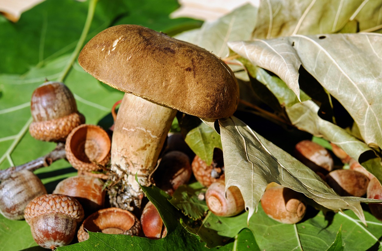 Mushroom Gummies